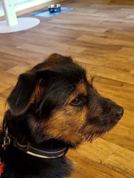Babou