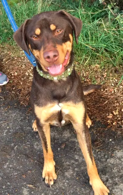 Hugo