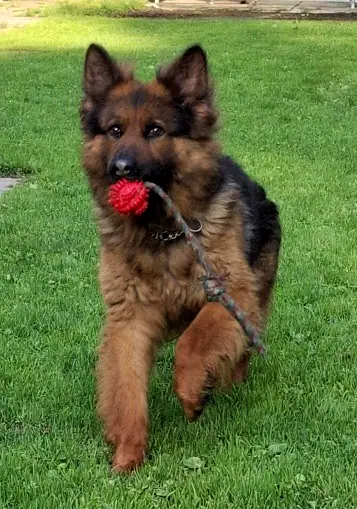 Zeus