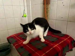 Norberta