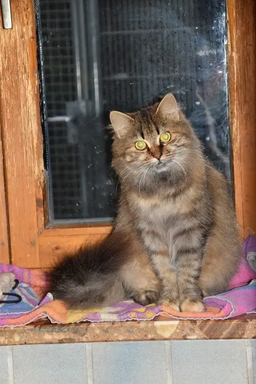 Suki