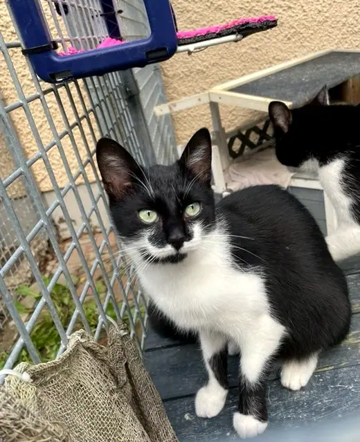 Frieda