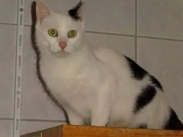 Roberta