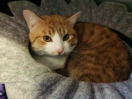 Kasimir