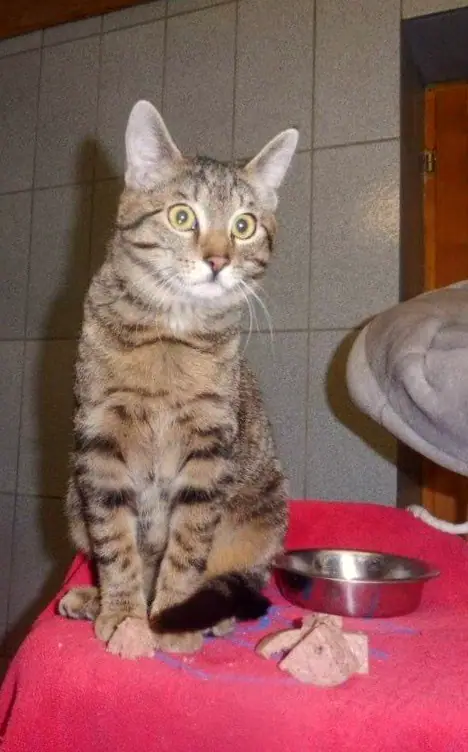 Findus