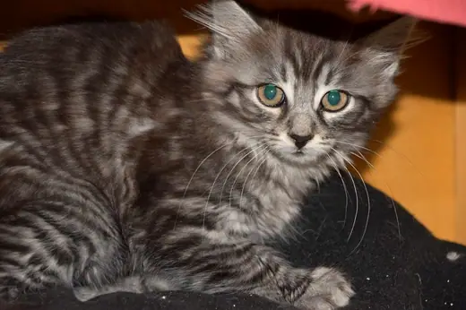 Zoe