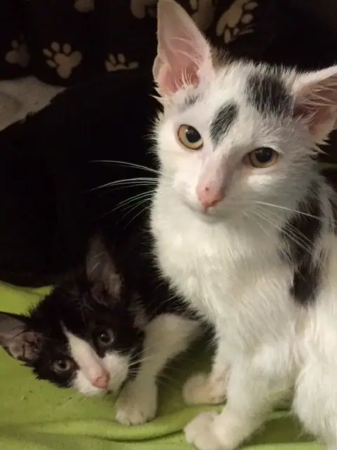 Loki