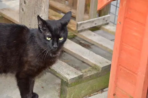 Lenny