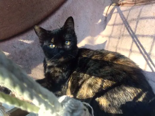 Lola
