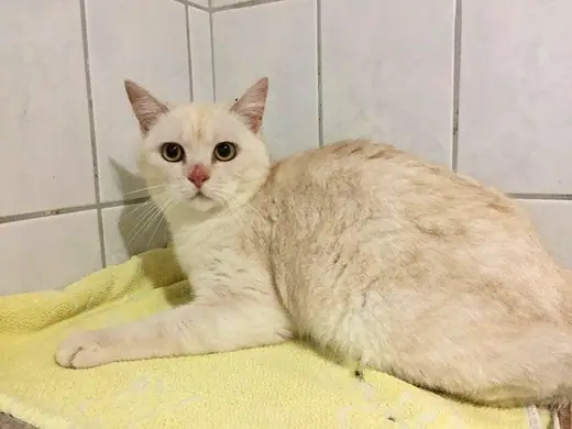 Estelle