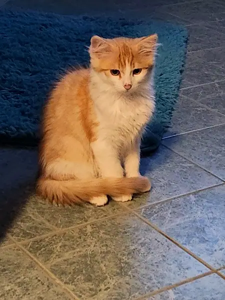 Leo