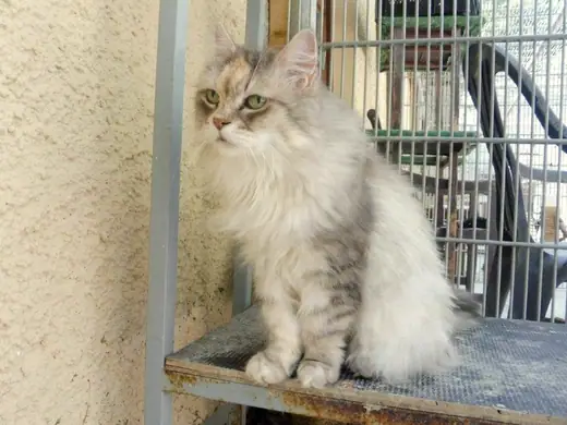 Talluha