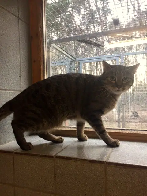 Cooper