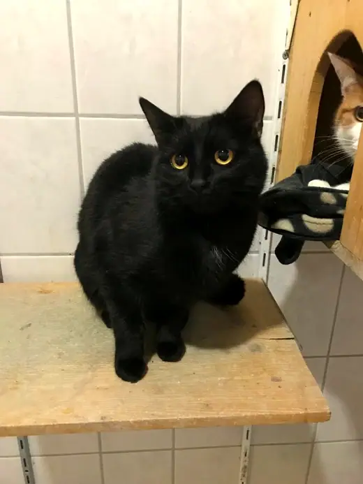 Campino