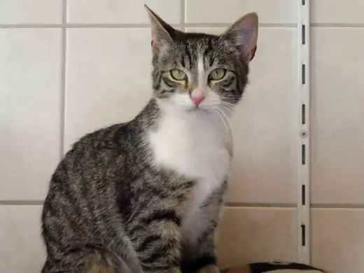 Remo