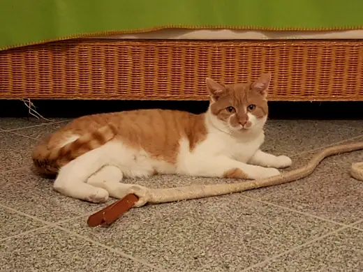 Pino