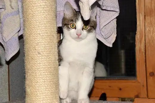 Miakoda