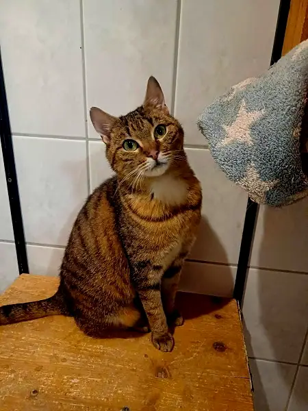Perla
