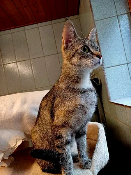 Stella