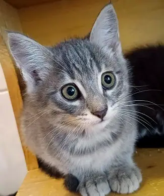 Pumba