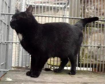 Peterl