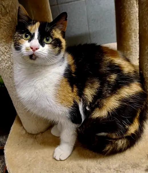 Mimi
