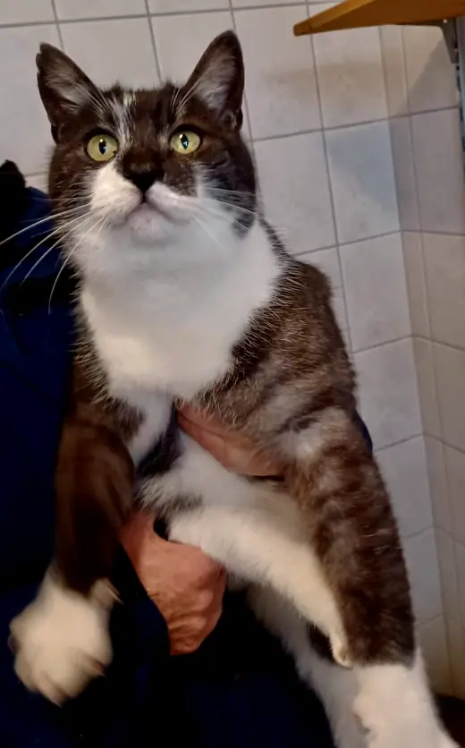 Felix