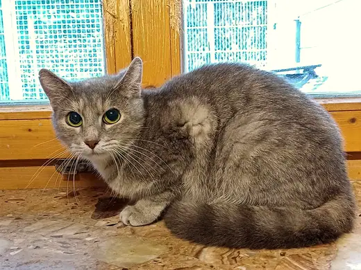 Sultana