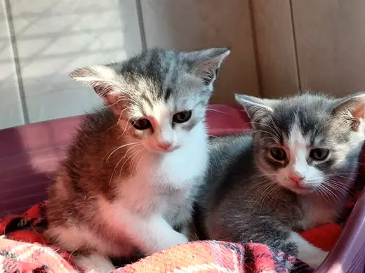 Honey und Lewis