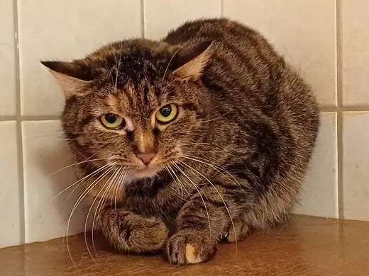 Tini