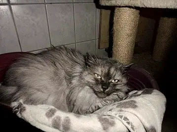 Kati