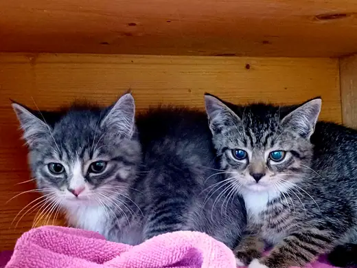 Niko und Nikolo