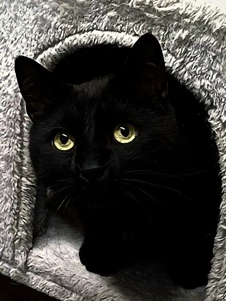 Calimero, schwarzer Kater