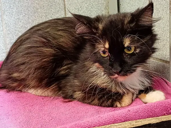 Suna, Maine-Coon-Mix