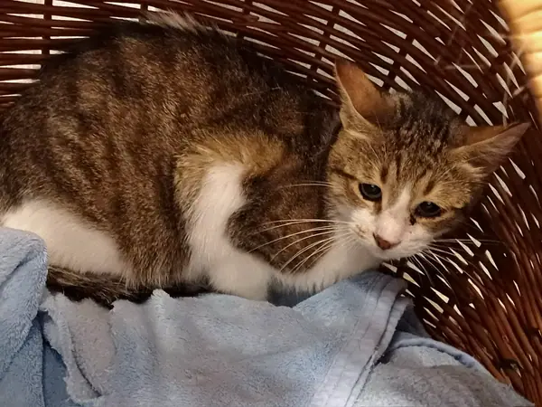 Esmir