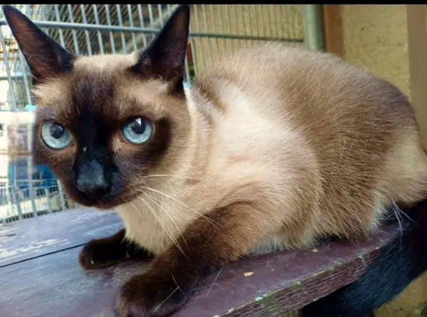 Pascha, Siam-Kater