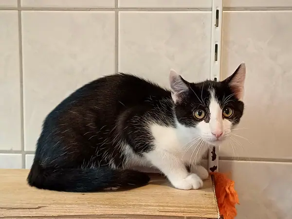 Mäxchen