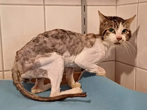 Kater Lucky