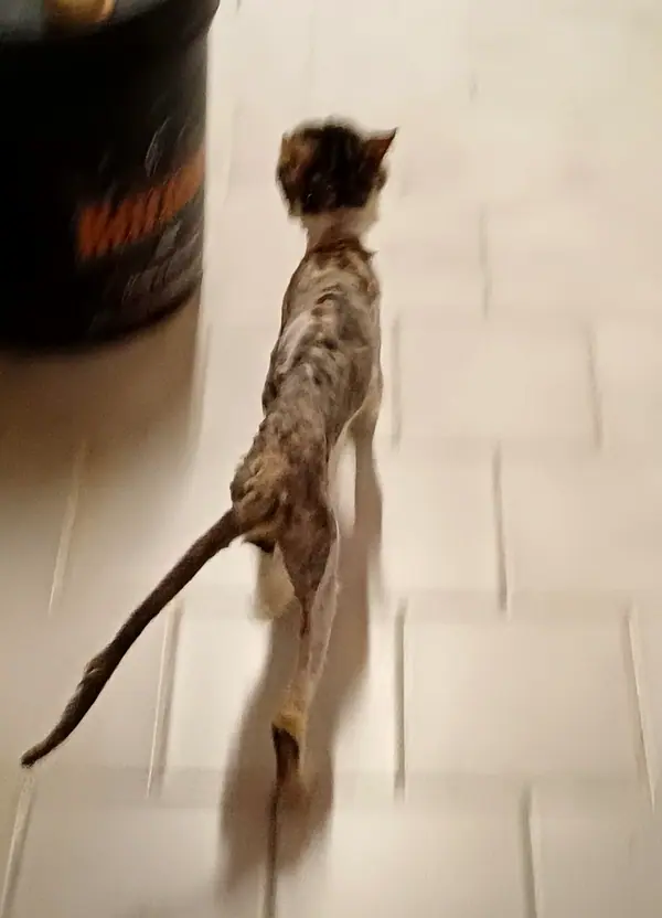 Kater Lucky