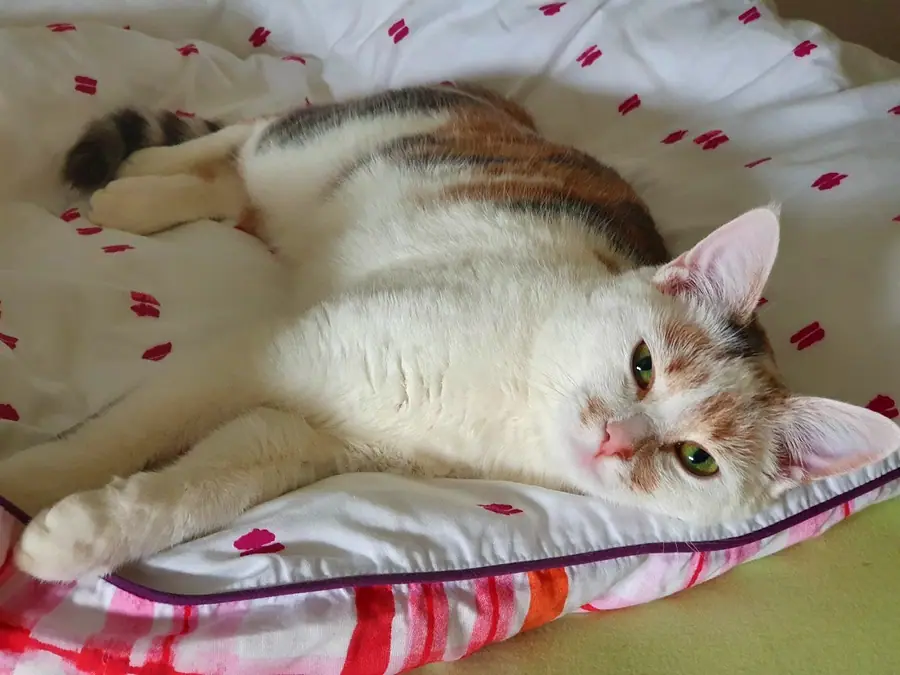 Foto aus dem neuen Zuhause