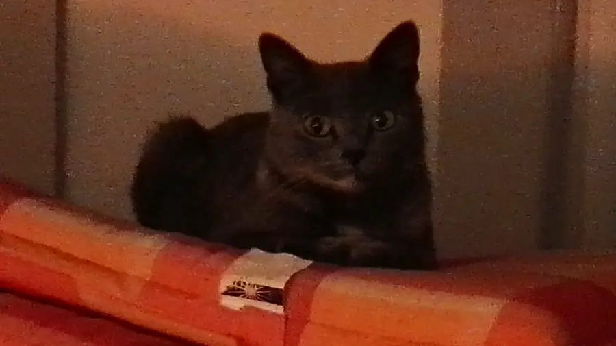Foto aus dem neuen Zuhause