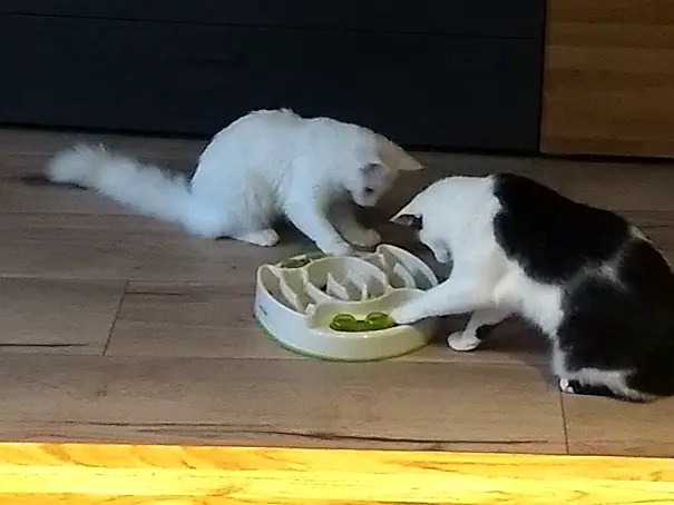 Foto aus dem neuen Zuhause