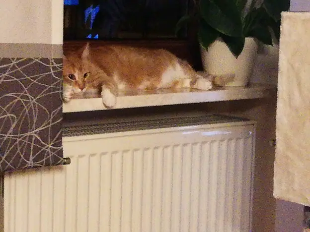 Foto aus dem neuen Zuhause