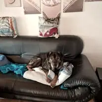 Benno