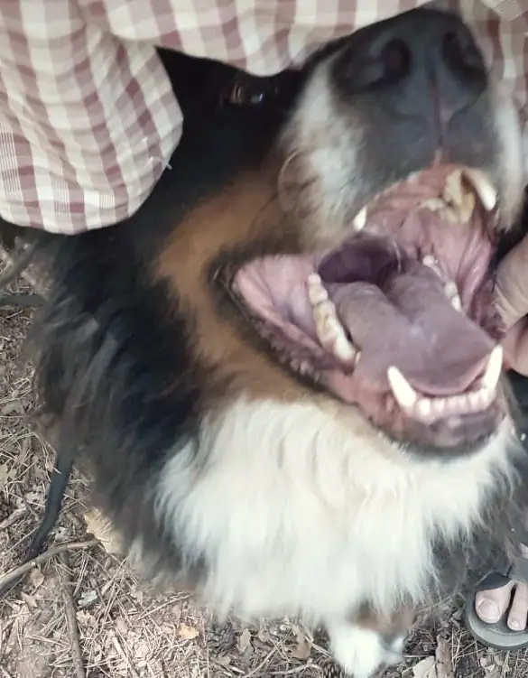 Benno