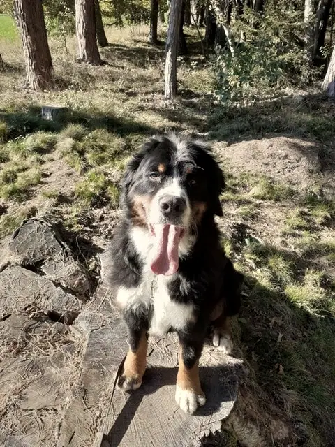 Benno