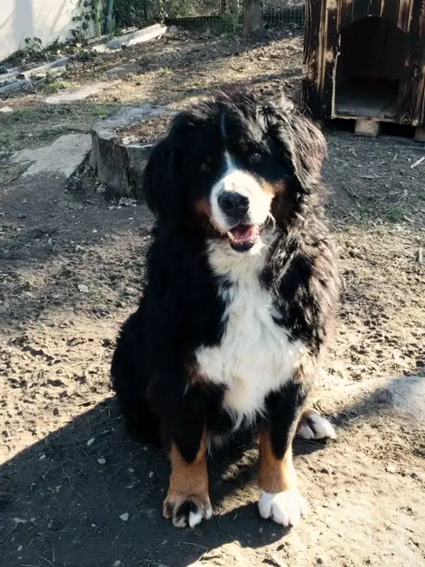Benno