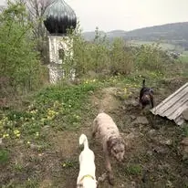 Dali