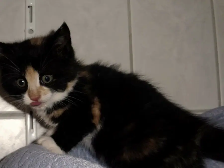 Minou