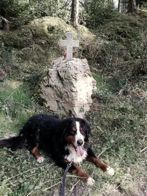 Joschi